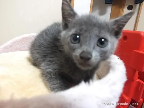 ID：1509-00072の子猫