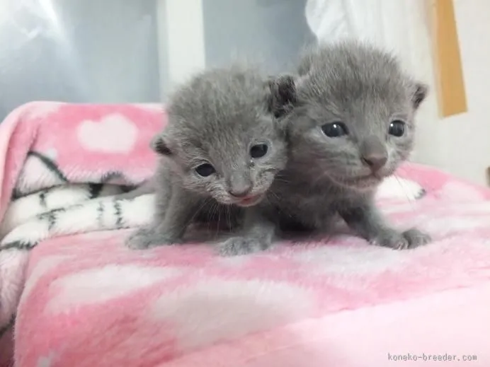 ID：1602-00333の子猫