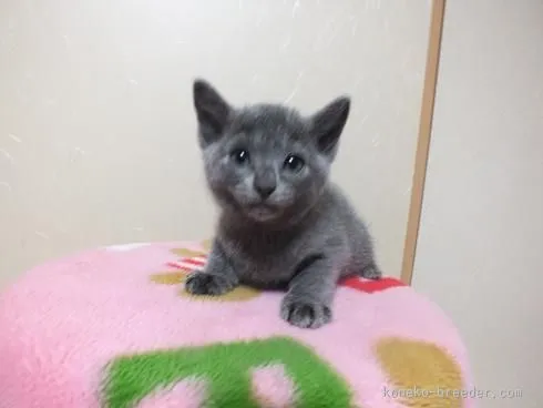 ID：1603-00167の子猫