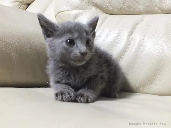 ID：1604-00674の子猫