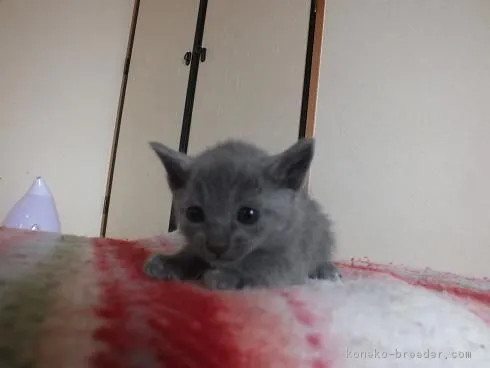 ID：1604-00132の子猫