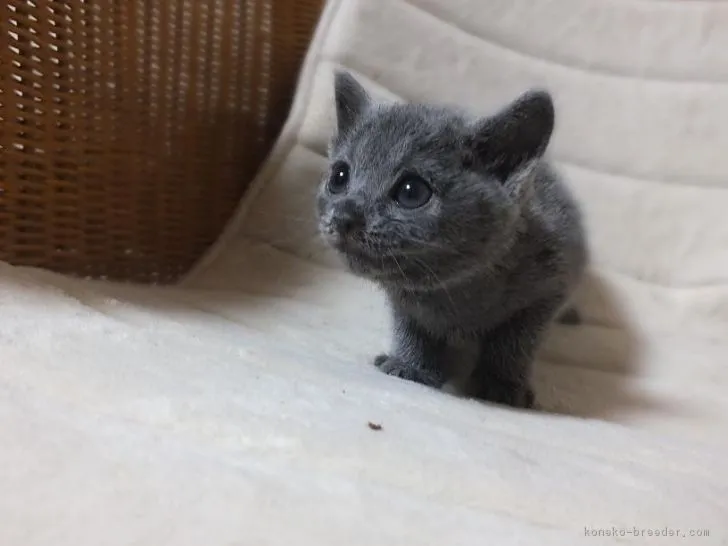 ID：1705-00671の子猫