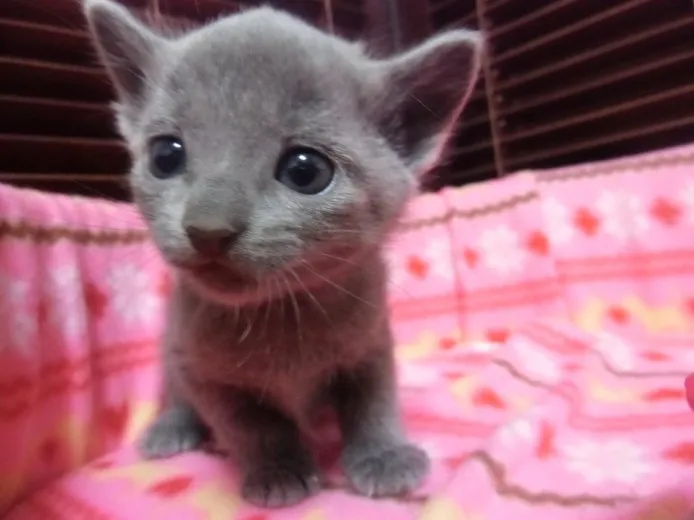 ID:1304-00069の子猫