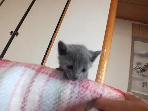 ID:1604-00273の子猫