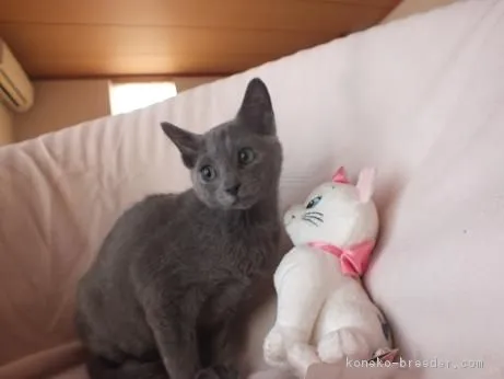 ID：1711-00495の子猫