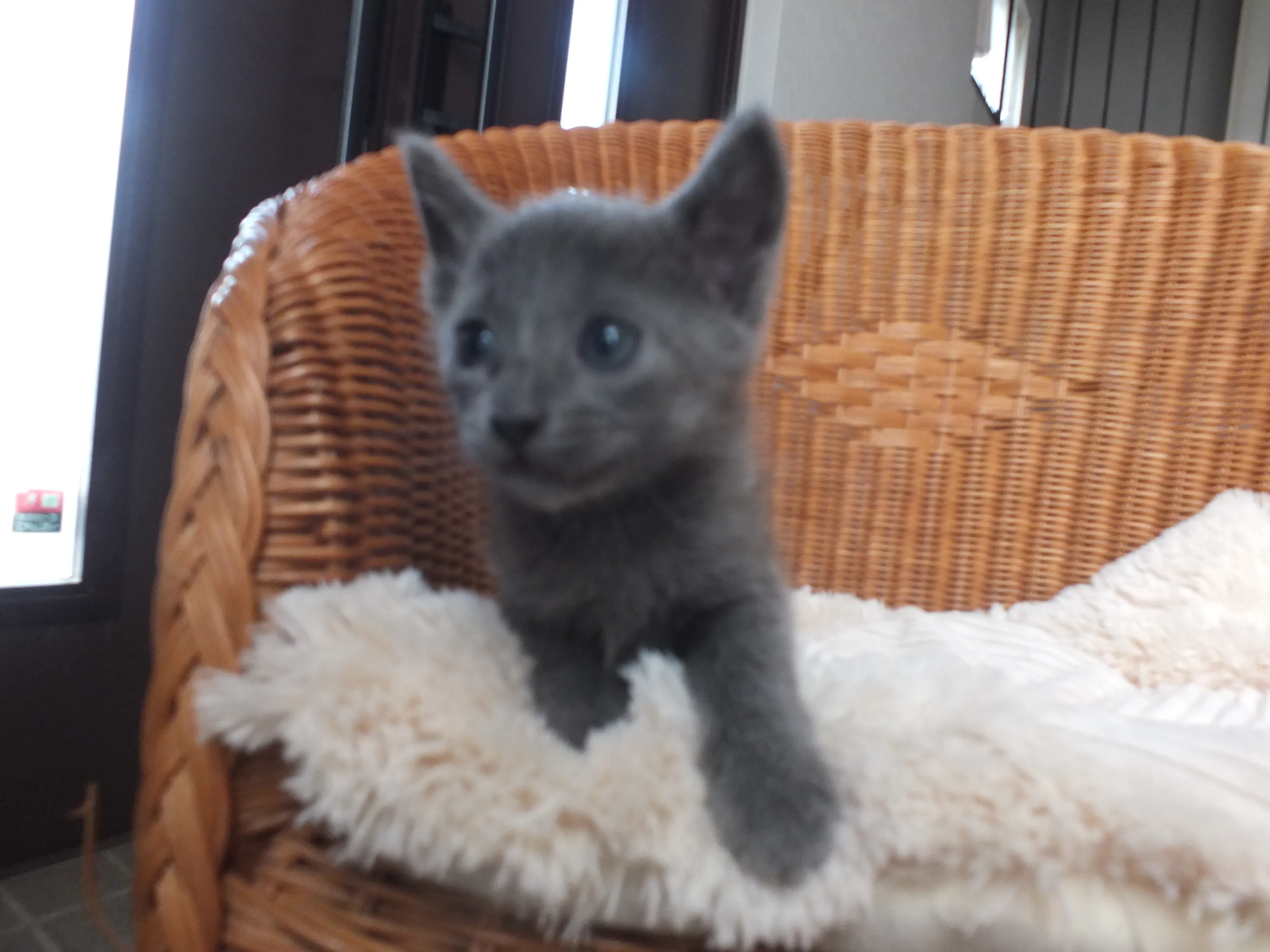 ID：1606-00189の子猫