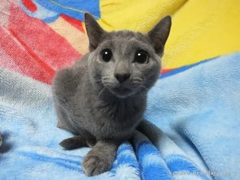 ID：1610-00196の子猫