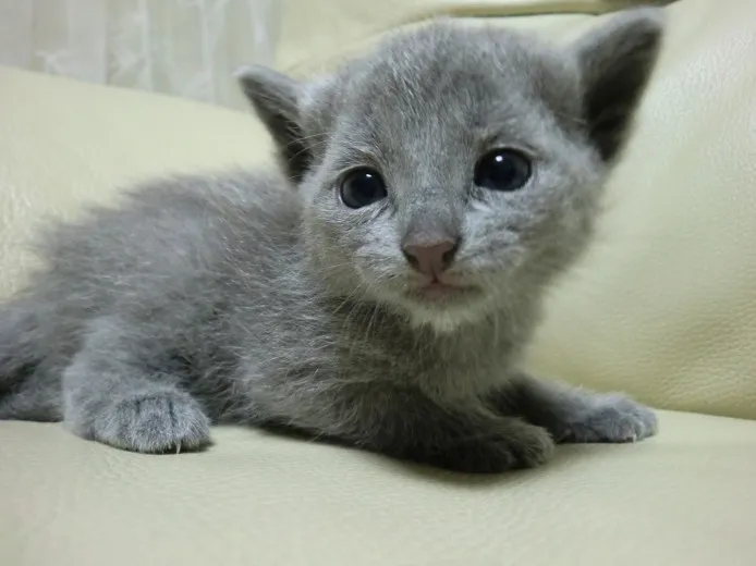 ID：1210-00182の子猫