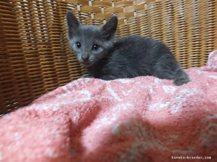 ID:1707-01249の子猫
