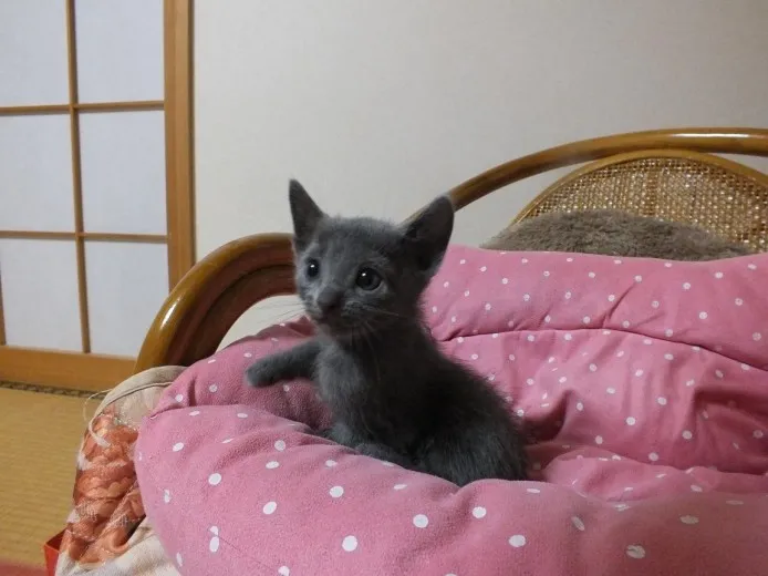 ID：1310-00300の子猫