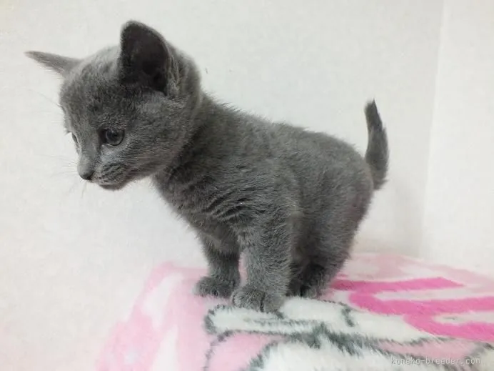 ID:1512-00310の子猫