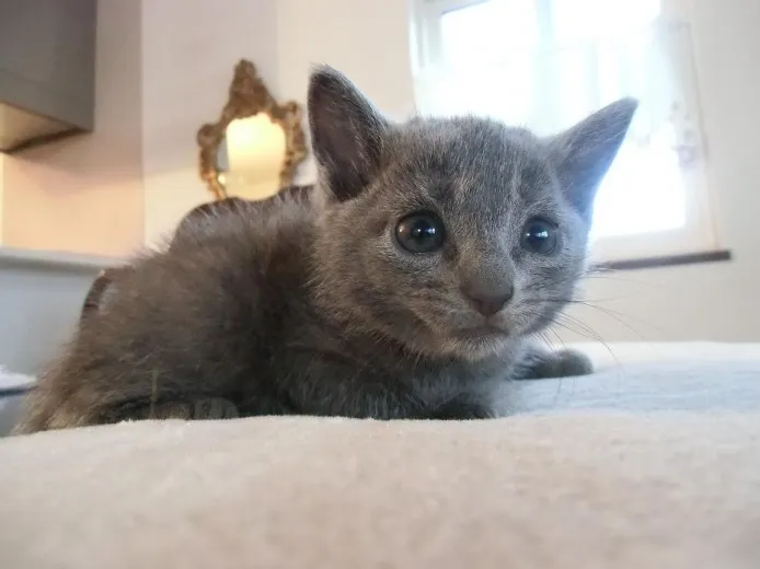 ID：1209-00184の子猫