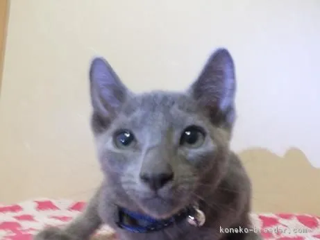 ID：1810-01250の子猫