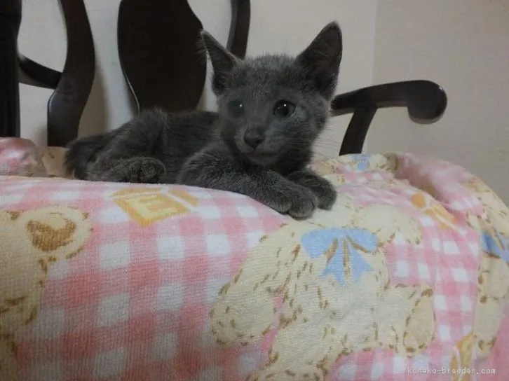 ID:1609-00138の子猫