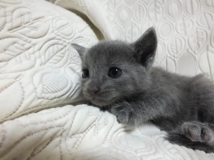 ID：1309-00013の子猫