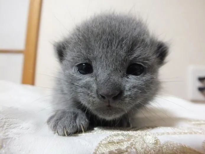 ID：1403-00351の子猫