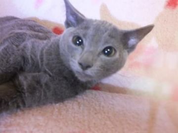 ロシアンブルー【静岡県・男の子・2018年8月4日・ブルー（短毛種、ダブルコートで毛抜少）】の写真「とってもかわいいハンサムボーイ」