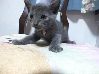 ロシアンブルー【静岡県・女の子・2019年6月1日・ブルー（短毛種、ダブルコートで毛抜少）】の写真「とってもかわいいハンサムボーイ」