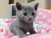 ロシアンブルー【静岡県・男の子・2014年3月19日・】の写真1