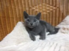 ロシアンブルー【静岡県・男の子・2016年3月3日・ブルー】の写真1