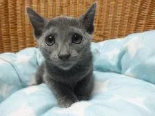 ロシアンブルー【静岡県・女の子・2017年5月8日・ブルー】の写真2