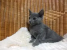 ロシアンブルー【静岡県・男の子・2016年3月3日・ブルー】の写真2