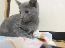 ロシアンブルー【静岡県・男の子・2017年9月2日・ブルー】の写真2「10月２９日撮影甘えん坊の子です。」