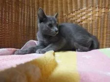 ロシアンブルー【静岡県・男の子・2016年8月23日・ブルー】の写真2