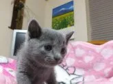 ロシアンブルー【静岡県・女の子・2014年3月19日・ブルー】の写真2