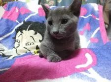 ロシアンブルー【静岡県・女の子・2019年6月1日・ブルー】の写真2