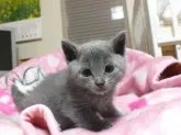 ロシアンブルー【静岡県・男の子・2014年3月19日・】の写真2