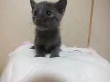 ロシアンブルー【静岡県・男の子・2016年8月23日・ブルー】の写真4