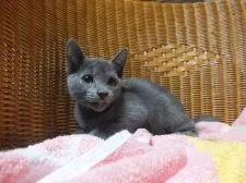 ロシアンブルー【静岡県・男の子・2016年8月23日・ブルー】の写真5