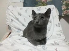 ロシアンブルー【静岡県・女の子・2019年6月1日・ブルー】の写真5「８月２２日撮影かわいいでしょ」