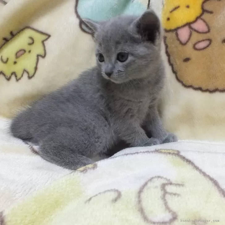 ID:2503-02718の子猫