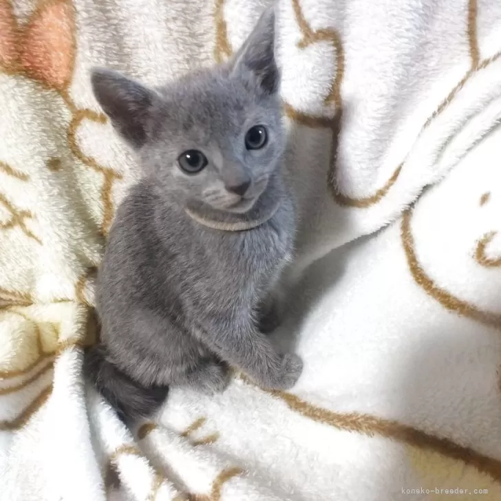 Y.H 様のお迎えした子猫