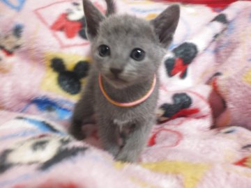 ロシアンブルー【静岡県・女の子・2025年9月24日・ブルー（ダブルコートで毛が抜けにくい）】の写真「とても人懐っこい女の子です。かわいい子美形」