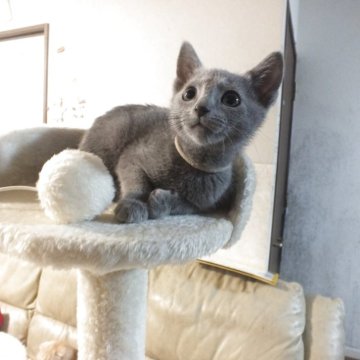 ロシアンブルー【静岡県・男の子・2025年9月24日・ブルー（ダブルコートで毛が抜けにくい）】の写真「とても人懐っこい男の子です。かわいい子」