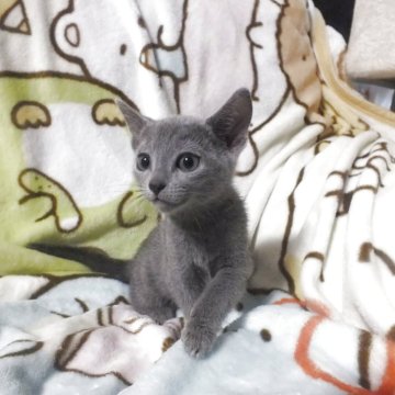 ロシアンブルー【静岡県・女の子・2025年9月24日・ブルー（ダブルコートで毛が抜けにくい）】の写真「とても人懐っこい女の子です。かわいい子美形」