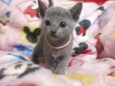 ロシアンブルー