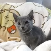 ロシアンブルー