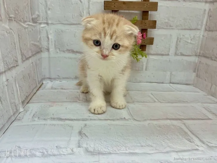 ID：2201-01835の子猫