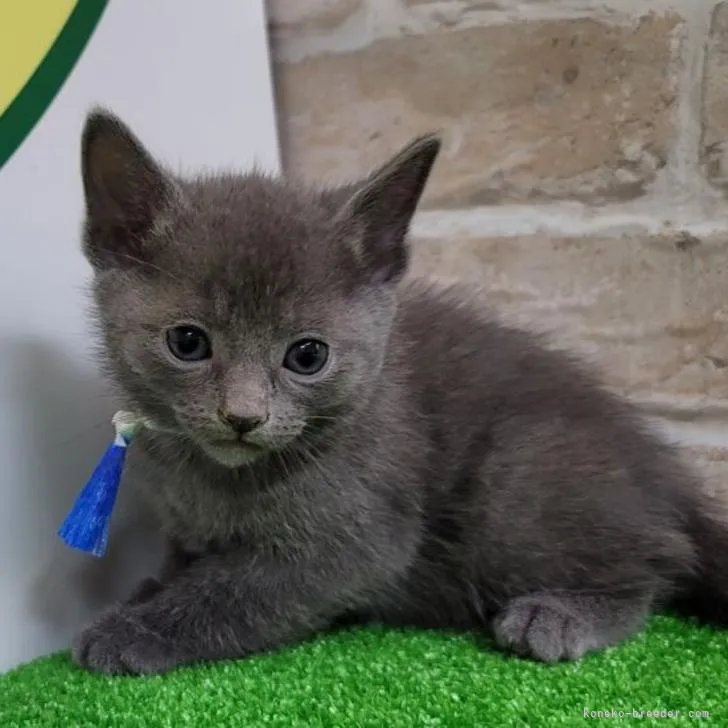 ID:2206-01710の子猫