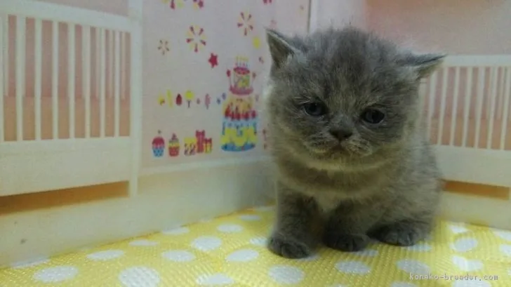 ID：1801-00418の子猫