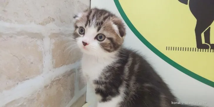 ID：2005-00544の子猫