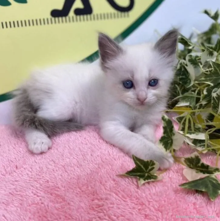 ID:2306-02400の子猫