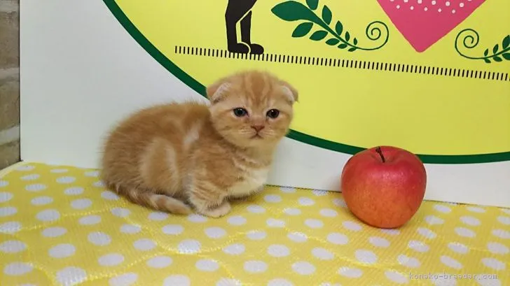 ID：1812-00622の子猫