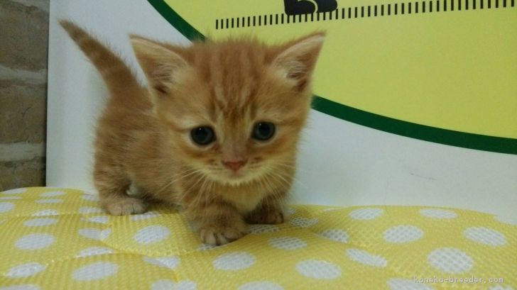 習熟度 カーテン 他の日 マンチカン 短 足 子猫 第 ファンブル 一人で