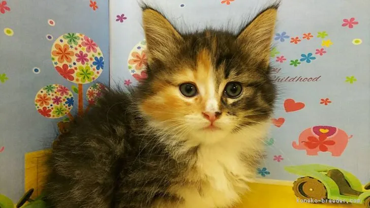 ID:1804-00638の子猫