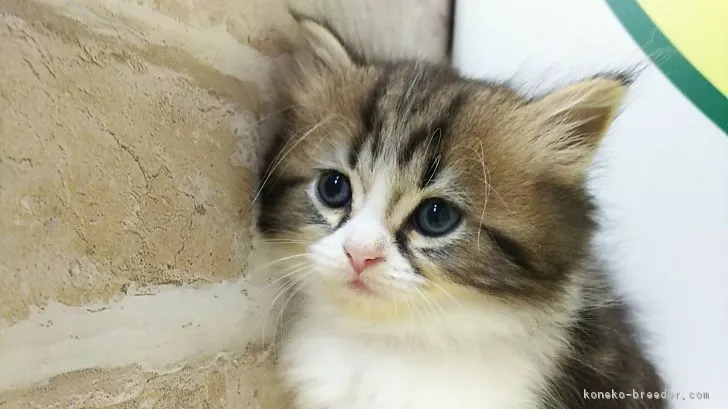 ID：1807-00850の子猫